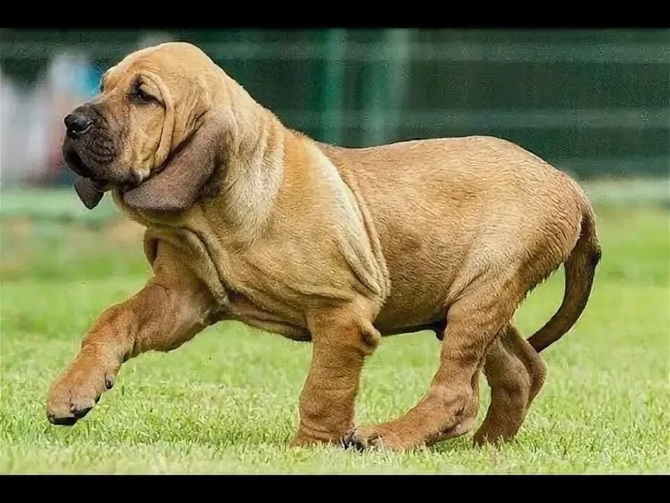 Фила бразилейро порода. Фила животное. Фила бразилейро мастиф. Фила бразилейро мастиф. Бразильский мастиф фила бразилейро.