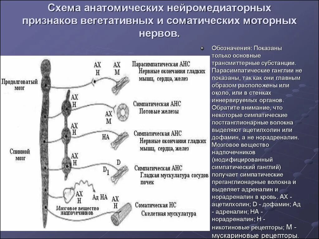 Иннервирует гладкие мышцы. Парасимпатическая нервная система потовые железы. Преганглионарные парасимпатические волокна. Ганглии парасимпатической нервной системы. Ганглии вегетативной нервной системы.