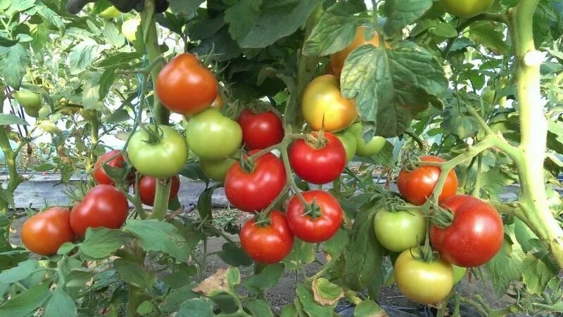 Томат красное море отзывы фото урожайность Семена Сибирский Сад Томат Жаркие угли, 20 шт купить в интернет-магазине по ни