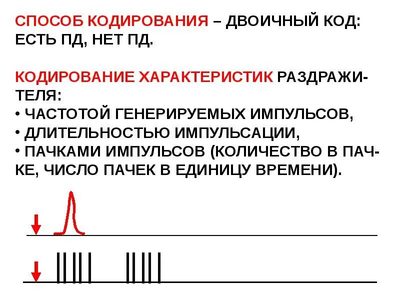 Кодирование сенсорных систем. Кодирование информации в сенсорных системах физиология. кодирование сенсорной информации в нервной системе. кодирование информации в нервной системе физиология. принципы кодирования физиология.