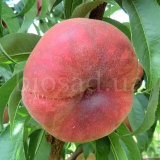 Персик сорт инжирный описание