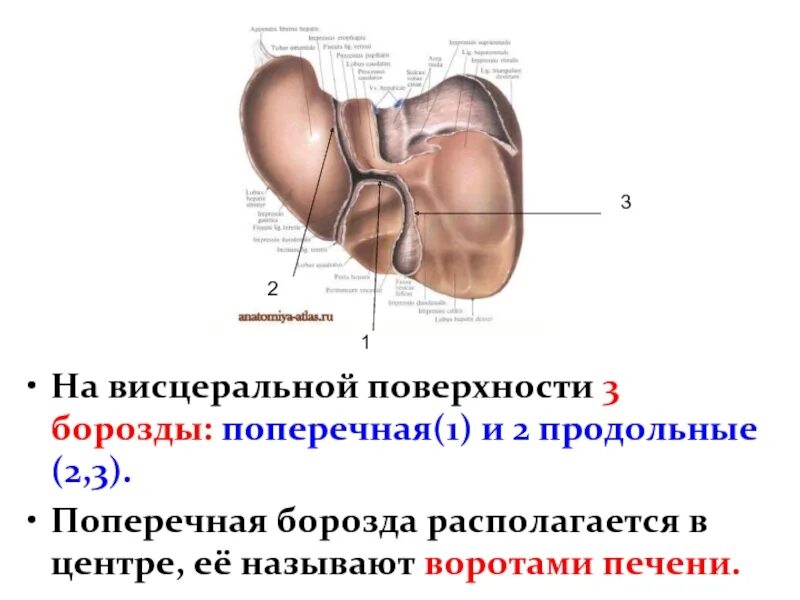 В ворота печени входят. Доли висцеральной поверхности печени. Анатомия печени презентация. Висцеральная поверхность пече.