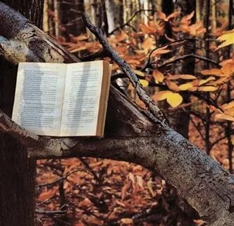 Книга осень