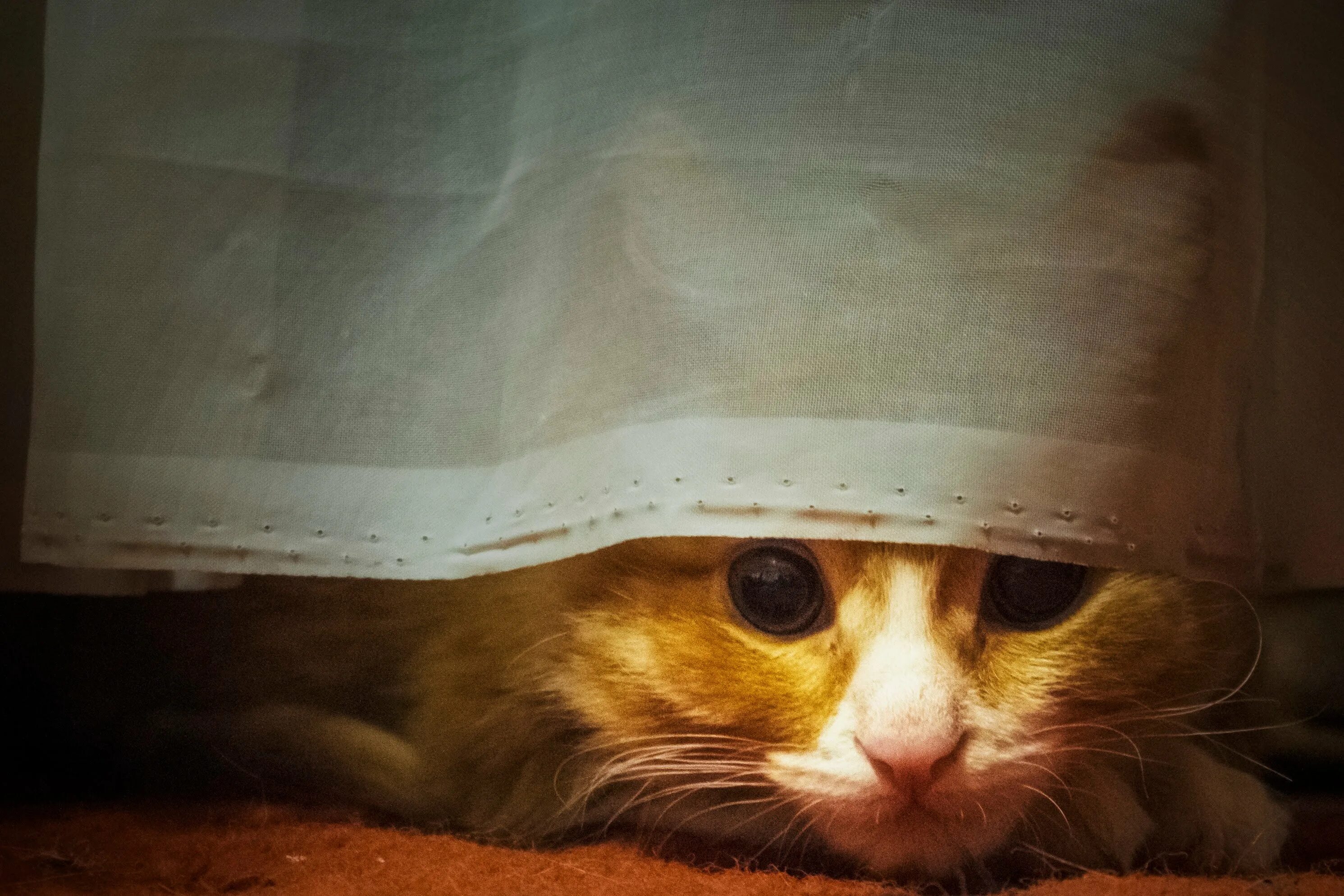 Котопесия блог