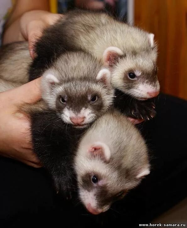 хорьки на авито спб. хорёк в добрые руки ярославль. хорьки на авито спб. хорек авито. авито хорёк меп.