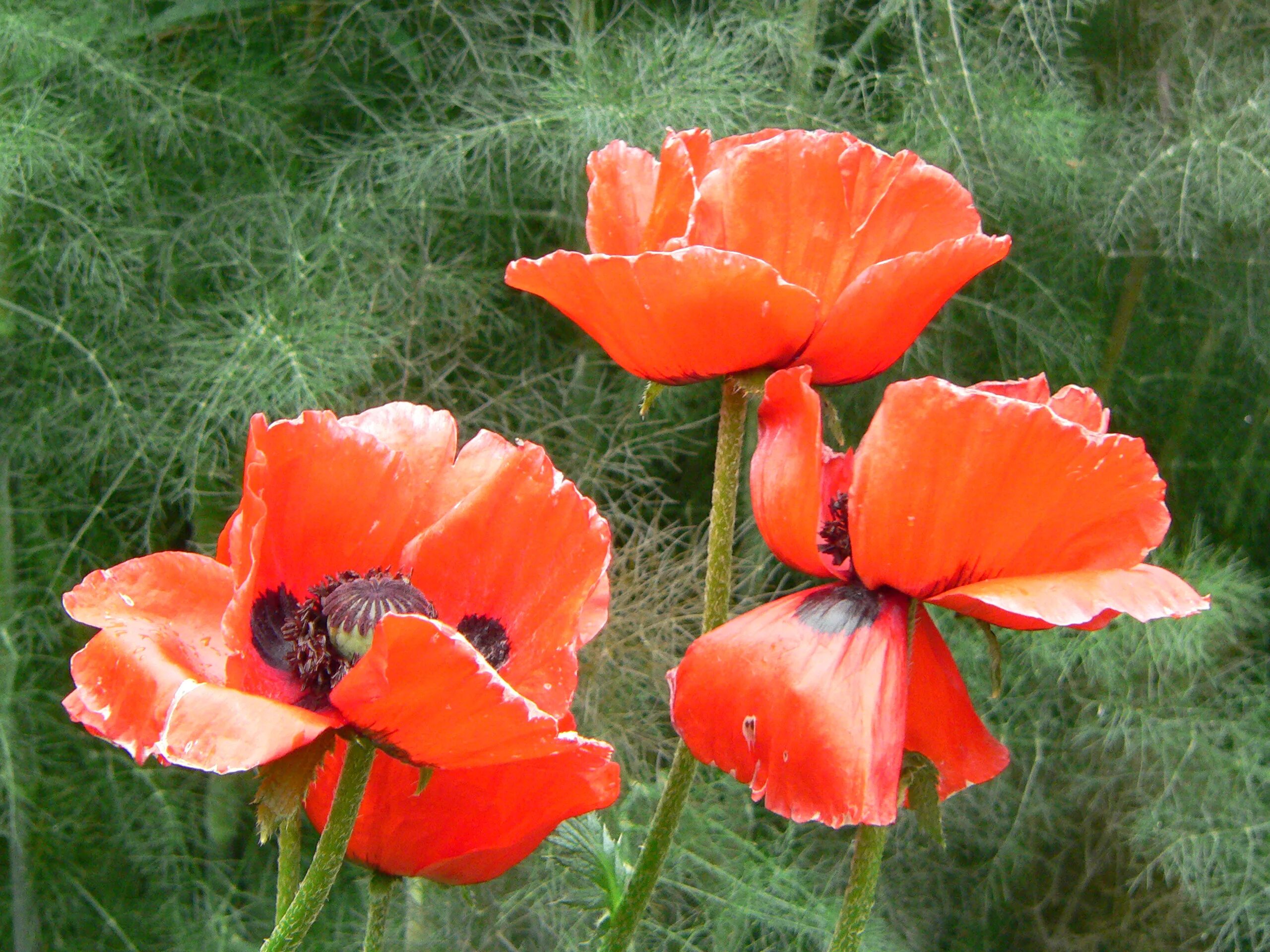 Мак прицветниковый Papaver bracteatum. Мак семейства папавер. Мак снотворный красный. Папавер цветок.