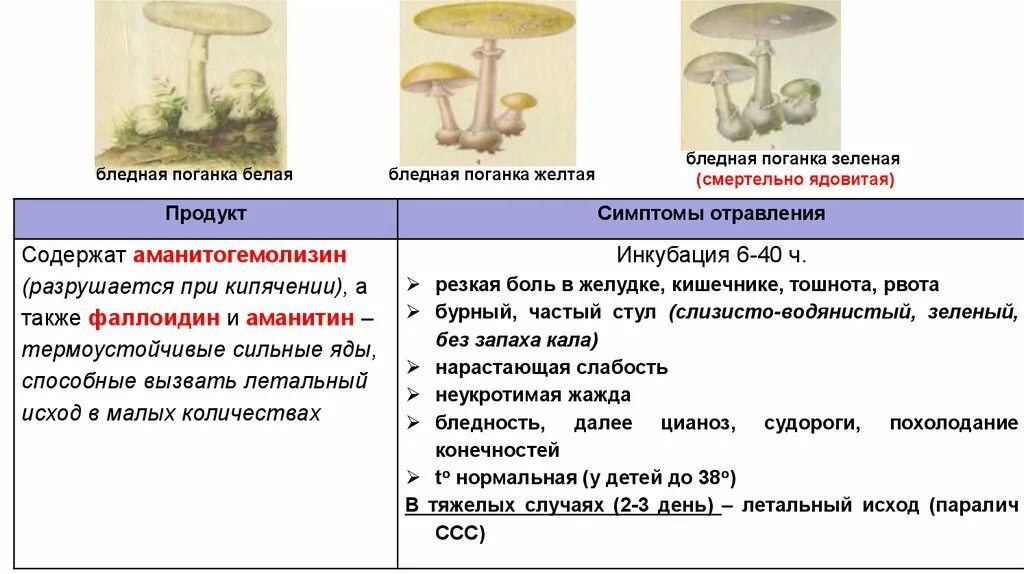 Отравление бледной поганкой симптомы. Бледная поганка гриб отравление. Отравление поганкой. При отравлении ядом бледной поганки кожные покровы.