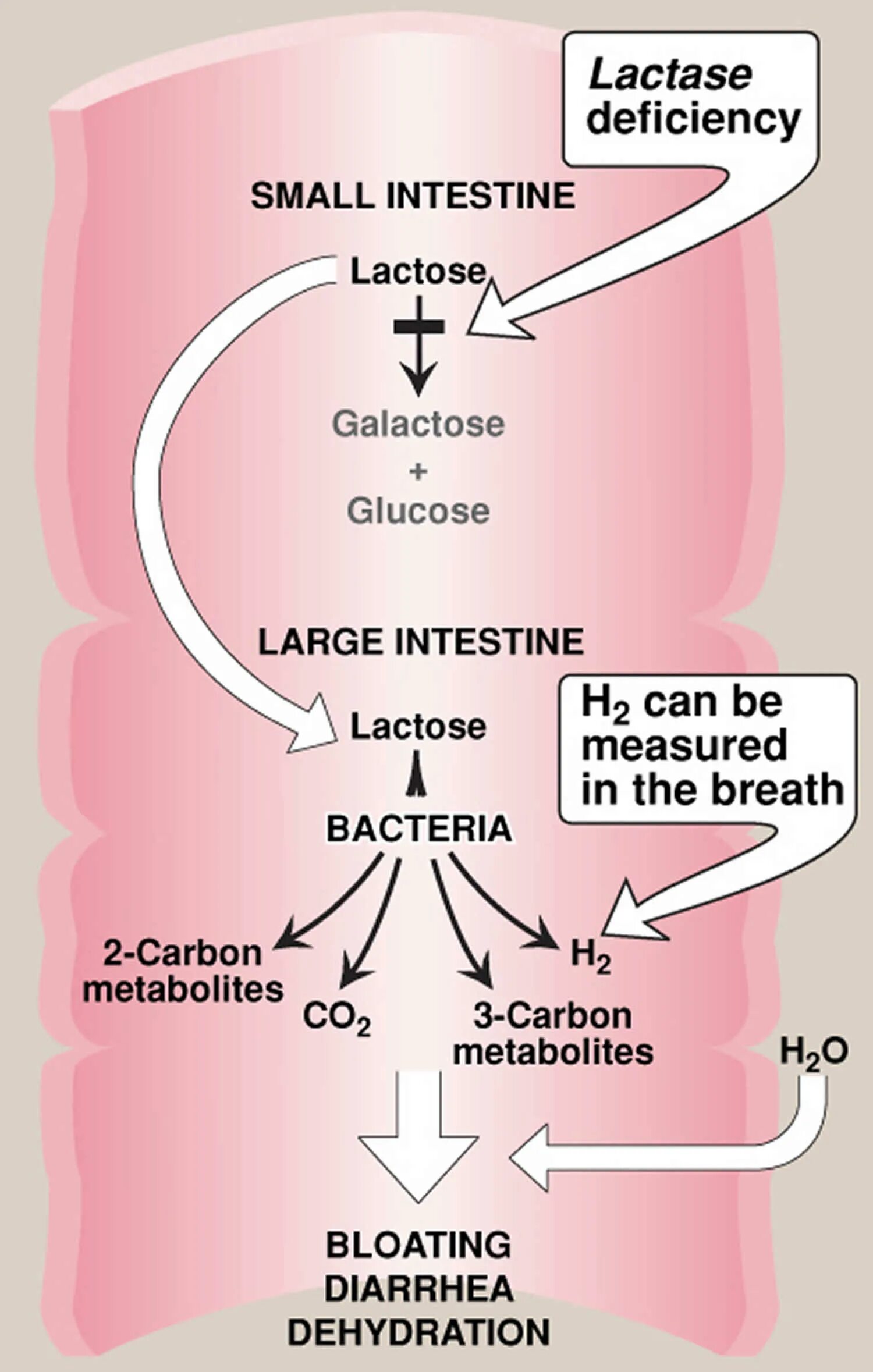 Лактаза вырабатывается. Lactase. лактаза и человек. лактаза где вырабатывается. лактаза в желудке.