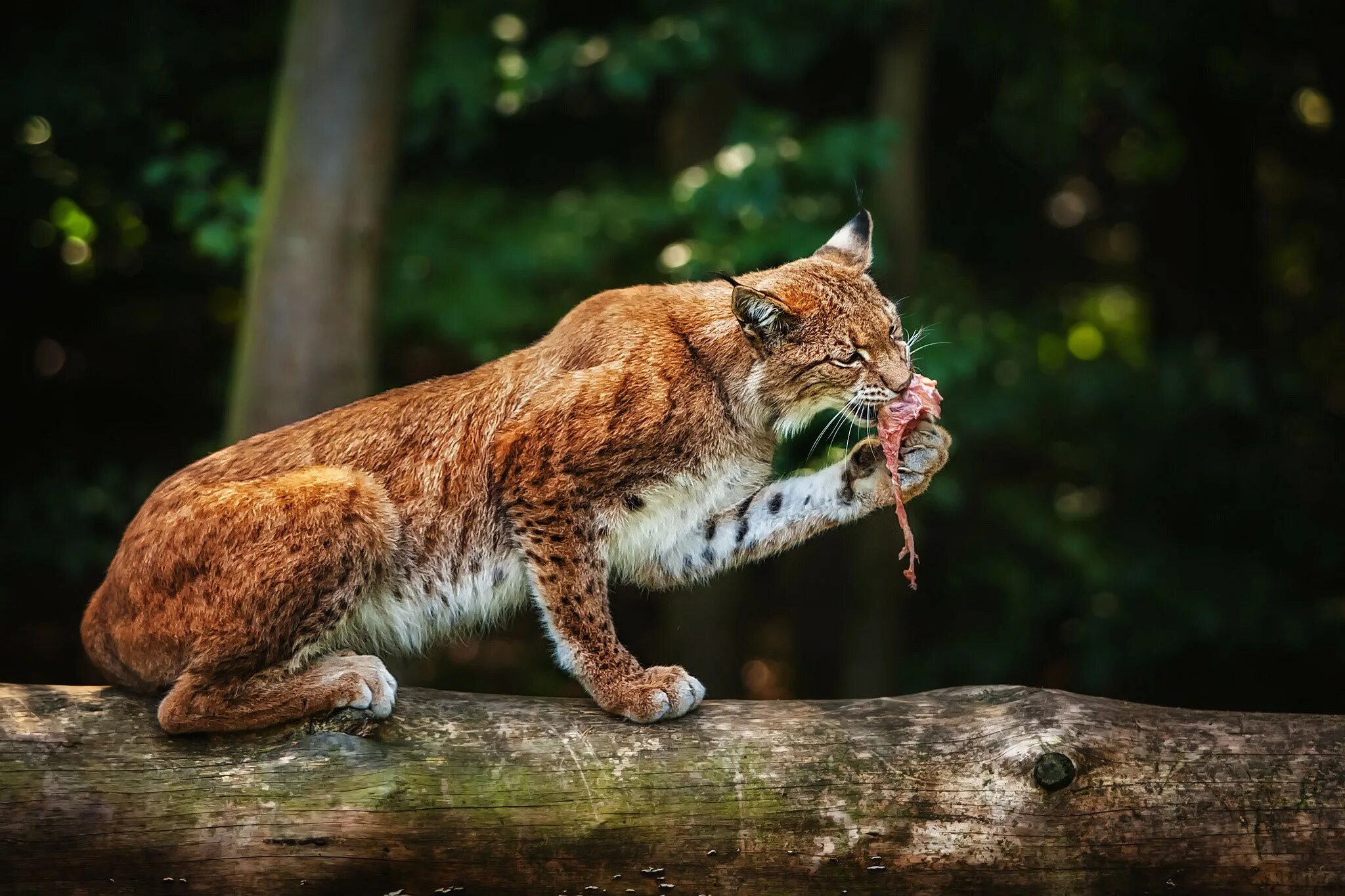 Рысь млекопитающее. Бобкэт Рысь. Дикая кошка Рысь. Хищные кошки. Predator animals