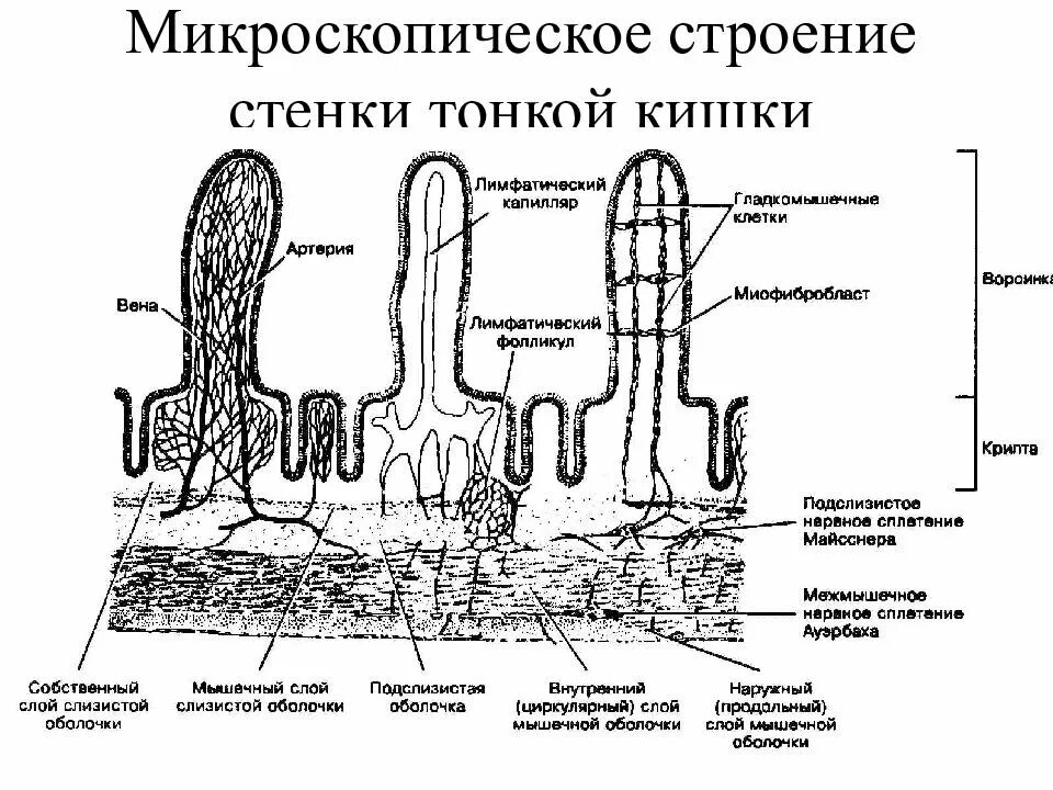 Строение ворсинок слизистой оболочки. Схема строения ворсинки тонкой кишки анатомия. Строение стенки тонкой кишки и ворсинки. Строение ворсинки кишки. Строение ворсинки и крипты.