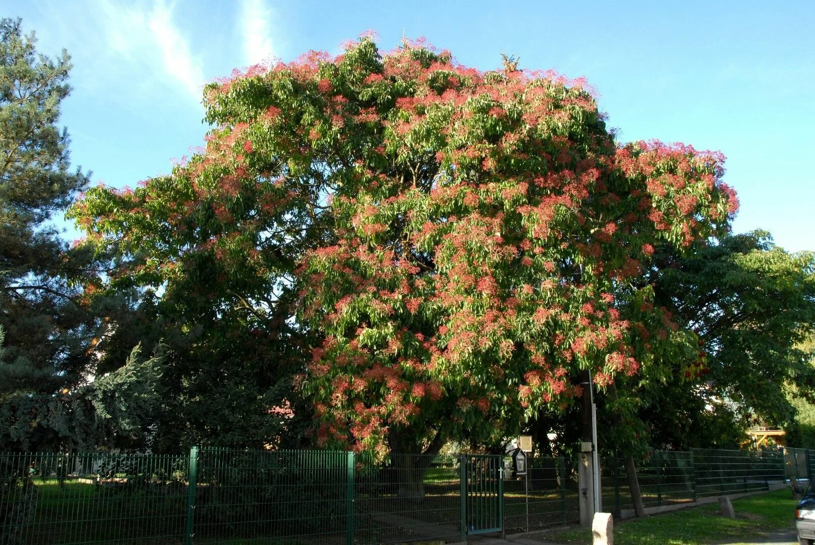 Эводия хубейская. Эводия даниэля дерево. Эводия даниэля. Эводия даниэля медонос. Эводия медонос дерево.