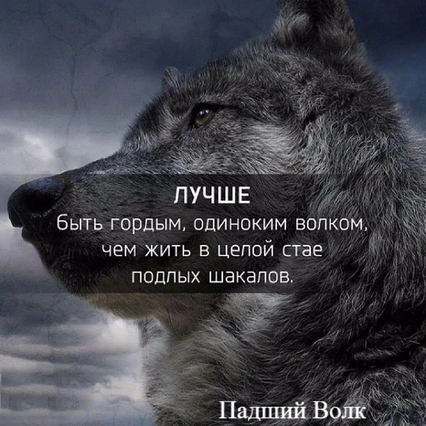 Рожденный быть сильным. Цитаты волка. Цитаты Волков. Волчьи цитаты. Волк одиночка цитаты.