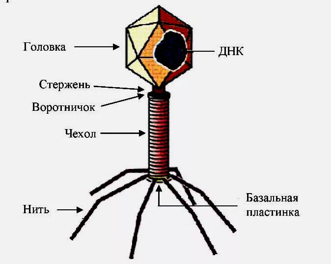 4 строение вирусов