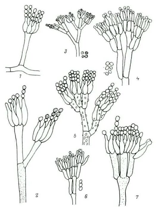 Пеницилл кистевик. Спороношение пеницилла. Мукор пеницилл аспергилл. Спорангии пеницилла. Чем строение пеницилла отличается от строения хлебных