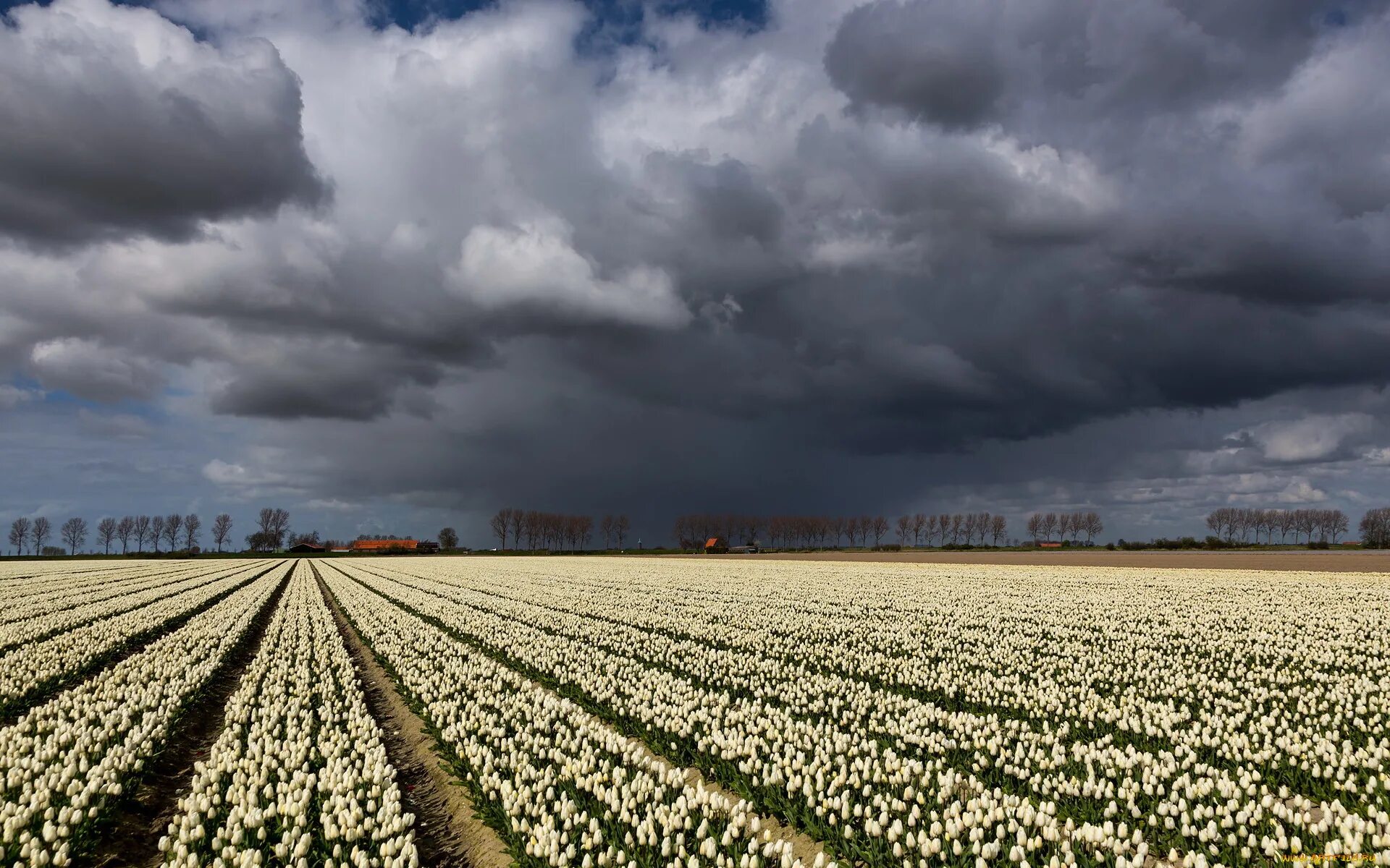 White fields