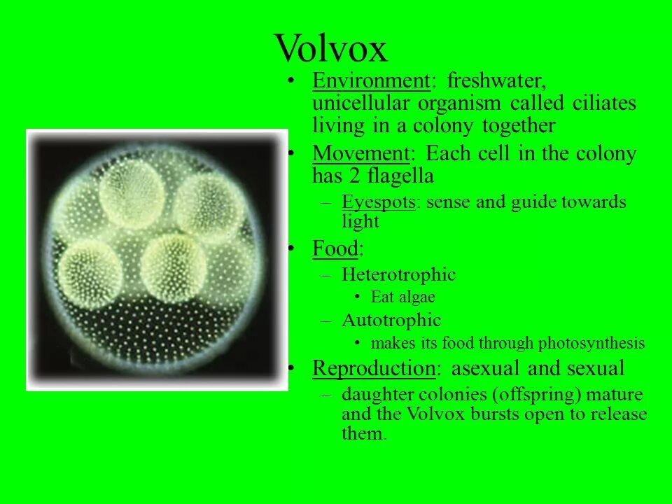 Вольвокс относится к. Вольвокс золотистый строение. Строение колонии вольвокса. Вольвокс таксономия. Volvox aureus строение.