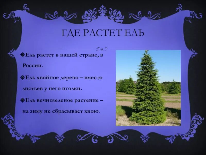 Где растут ели