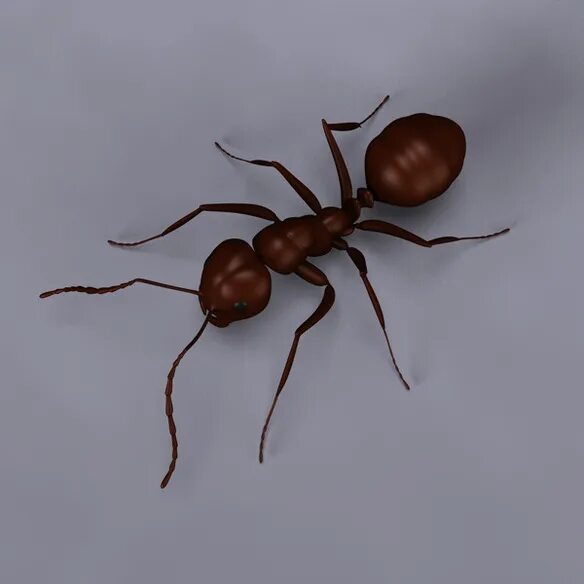 3d ant
