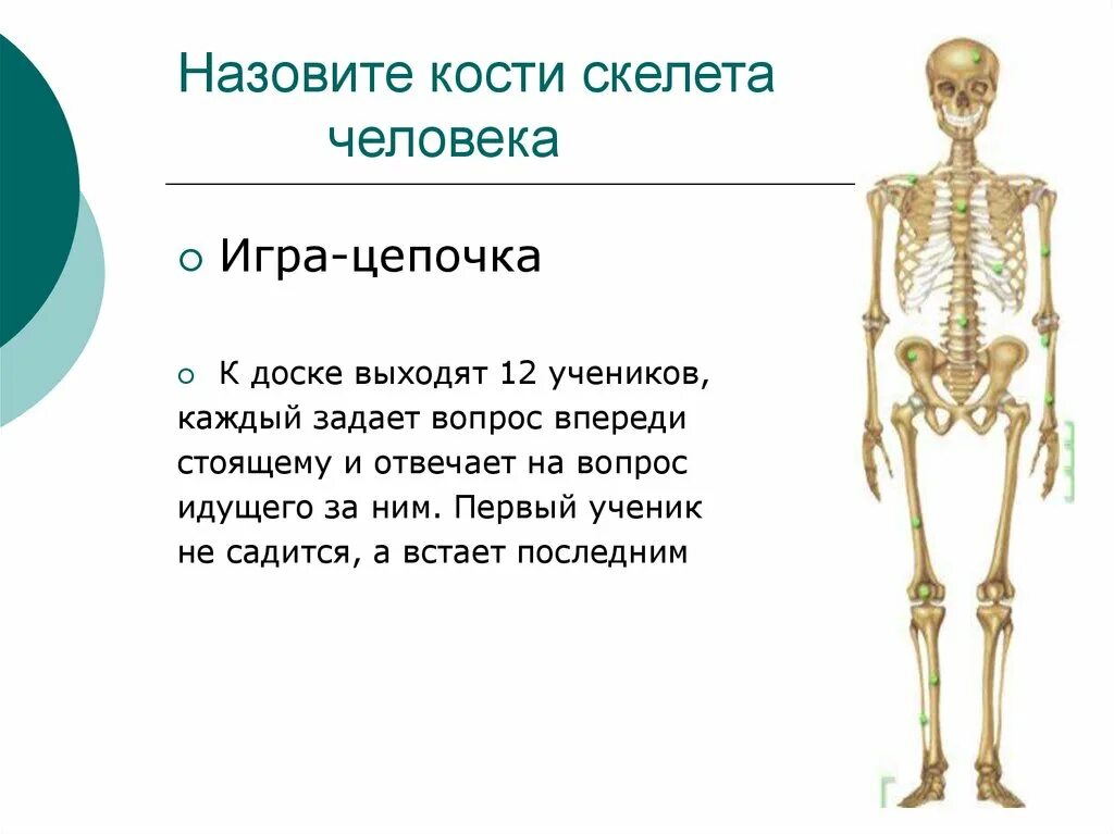 Кости скелета. Сколько костей у человека. Количество костей в скелете человека. Скелет с вопросом. Самая крупная кость скелета