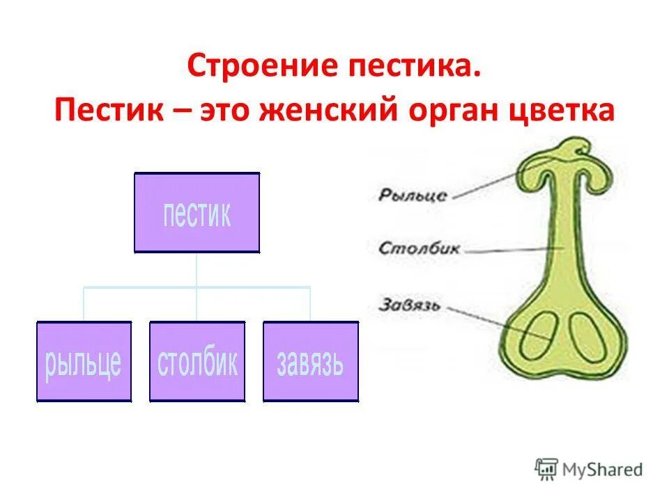 Какого строение пестика и тычинки. Главные части цветка это пестик и тычинка. Морфология и строение пестика. Строение пестика и тычинки 6 класс. Пестик это в биологии 6 класс.