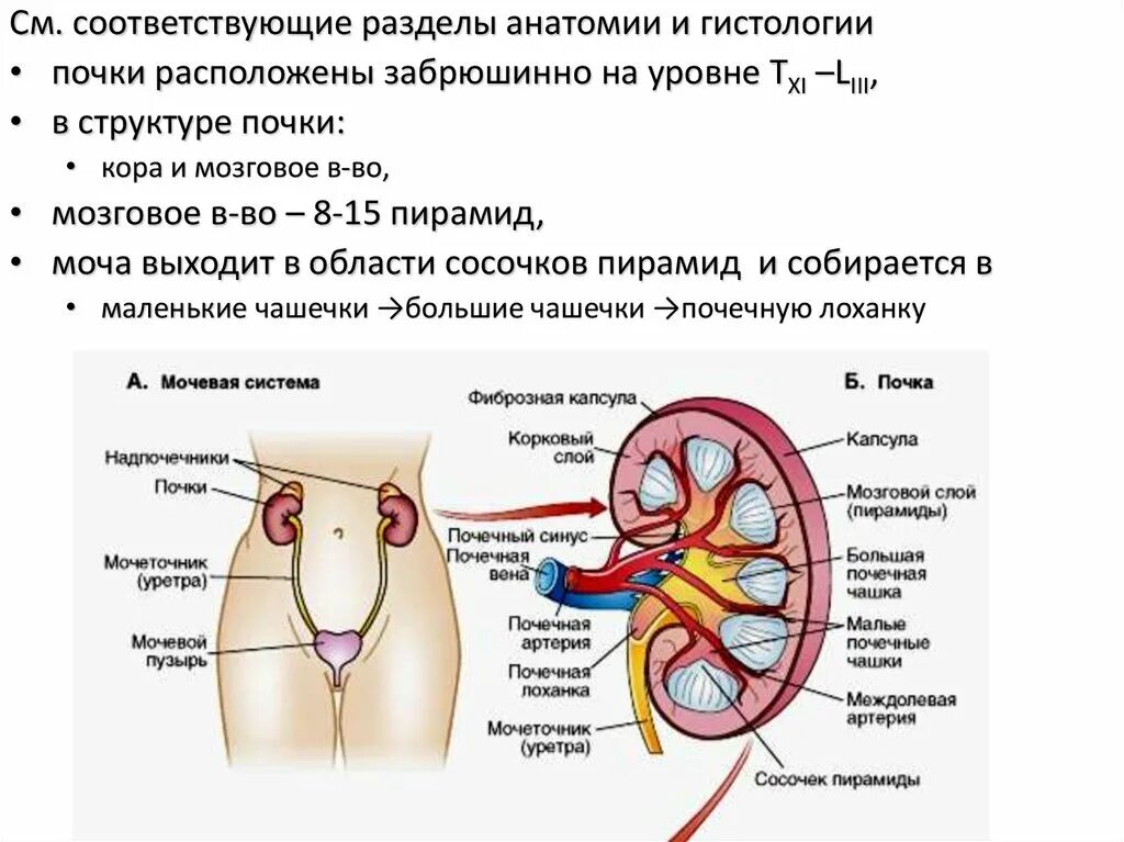 Выделение. Физиология почек. Часть 1 - презентация онлайн