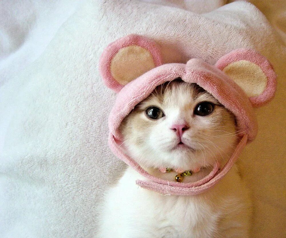 Щеночки чихуахуа. Мопсики щенки. Милые котики в шапочках лягушки. Милые смешные авы. Чихуахуа бобо.