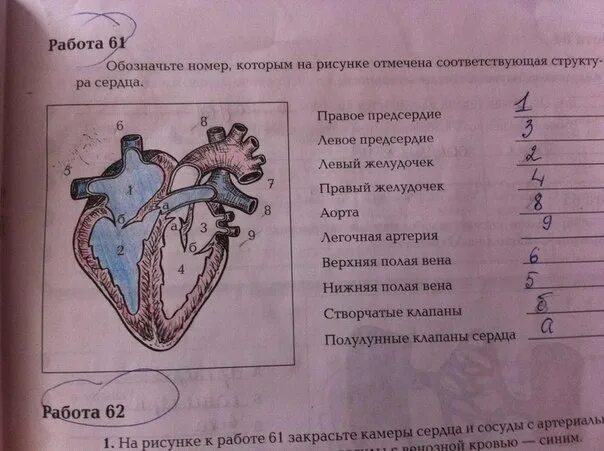 Обозначьте рисунок строение сердца. Строение сердца по цифрам. Строение сердца с названиями. Строение сердца что обозначает. Обозначьте структуры сердца.