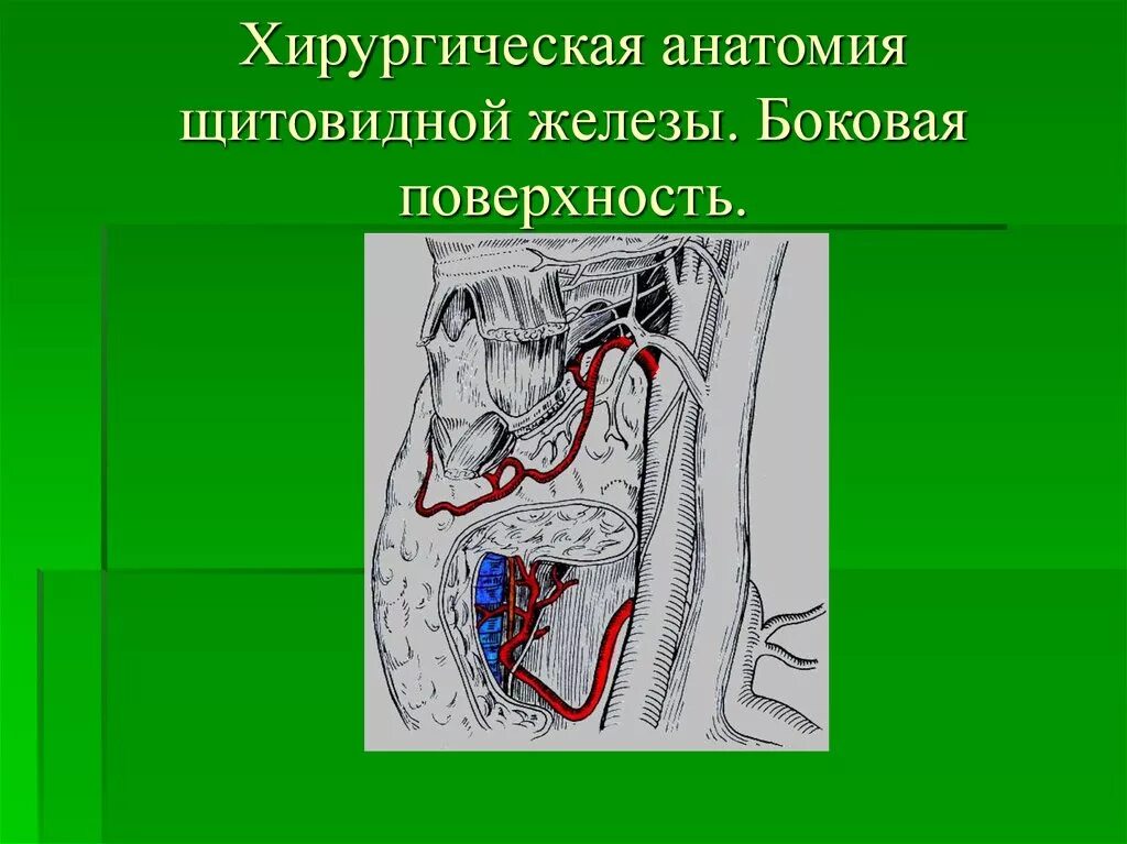 Хирургическая анатомия щитовидной железы. Регионарные лимфоузлы щитовидной железы. Региональные лимфатические узлы щитовидной железы. Лимфоузлы щитовидной железы анатомия. Лимфоузлы на щитовидке