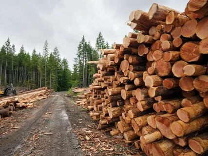 Почему лесная промышленность расположена на крупных реках