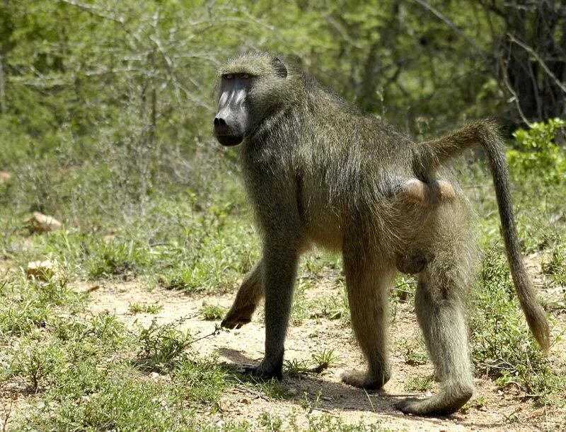 Зеленый бабуин. Хохлатый павиан. Бабуин гиббон. Зеленый бабуин. Бабуин chacma.