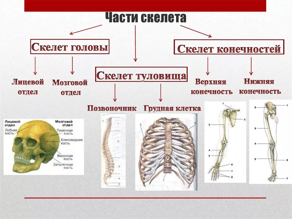 Скелет головы туловища и конечностей. Скелет туловища скелет конечностей. Опорно двигательная система скелет верхней конечности. Части скелета скелет головы скелет туловища скелет конечностей.