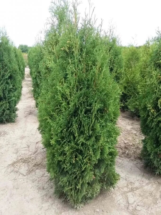Туя malonyana aurea. Туя malonyana aurea. Туя малониана фото. Туя западная малониана аурея. Туя западная малониана холуб.