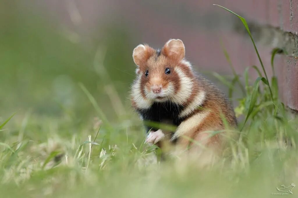 Хомяков на поле. Обыкновенный хомяк Cricetus Cricetus. Дикий Лесной хомяк карбыш. Карбыш зверек Лесной. Карбыш белый.