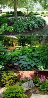 Какие кусты можно посадить в тени