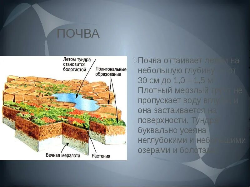 Почвы тундры. Почвы тундры в России. Виды почв в тундре. Характеристика почв тундры. Почвы и их свойства тундры