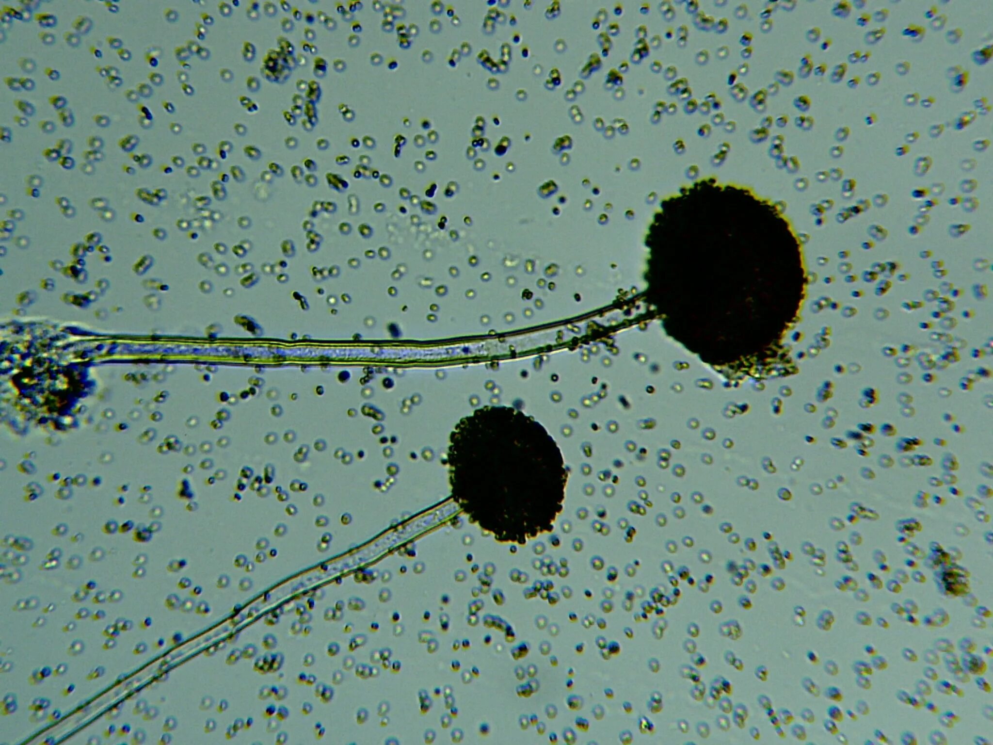 Споры гриба мукора. Плесневые грибы ризопус. Плесень ризопус. Гриб Rhizopus. Мукор ризопус.