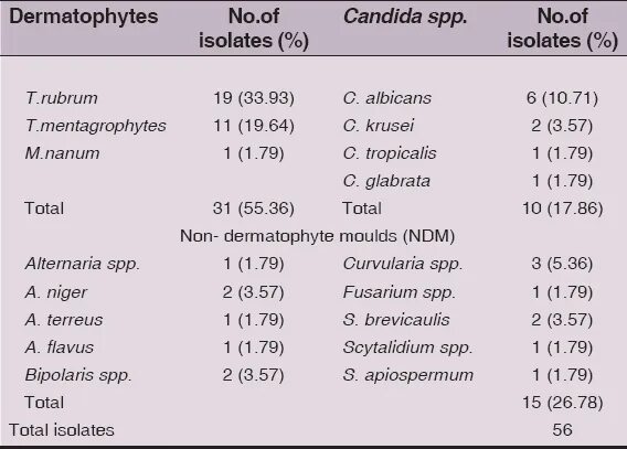 Candida albicans 10 в 5. Candida albicans анализ нормы. Lactobacillus spp. кандида нормы у женщин. нормы исследования кала на дисбактериоз.