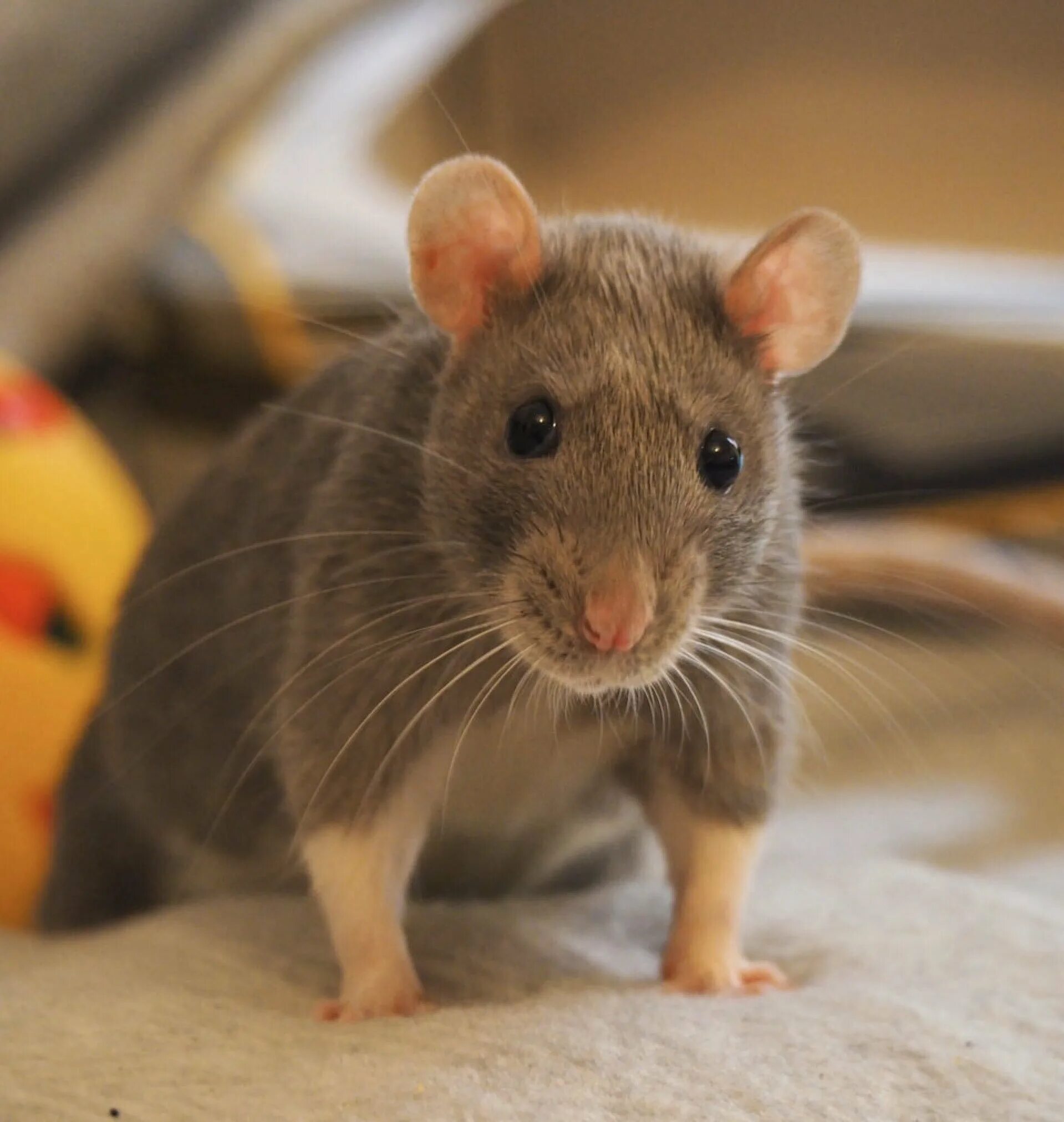 Серая крыса пасюк. Декоративная крыса альбинос. Толстоиглая крыса. Декоративная крыса пасюк. Декоративная крыса пасюк.