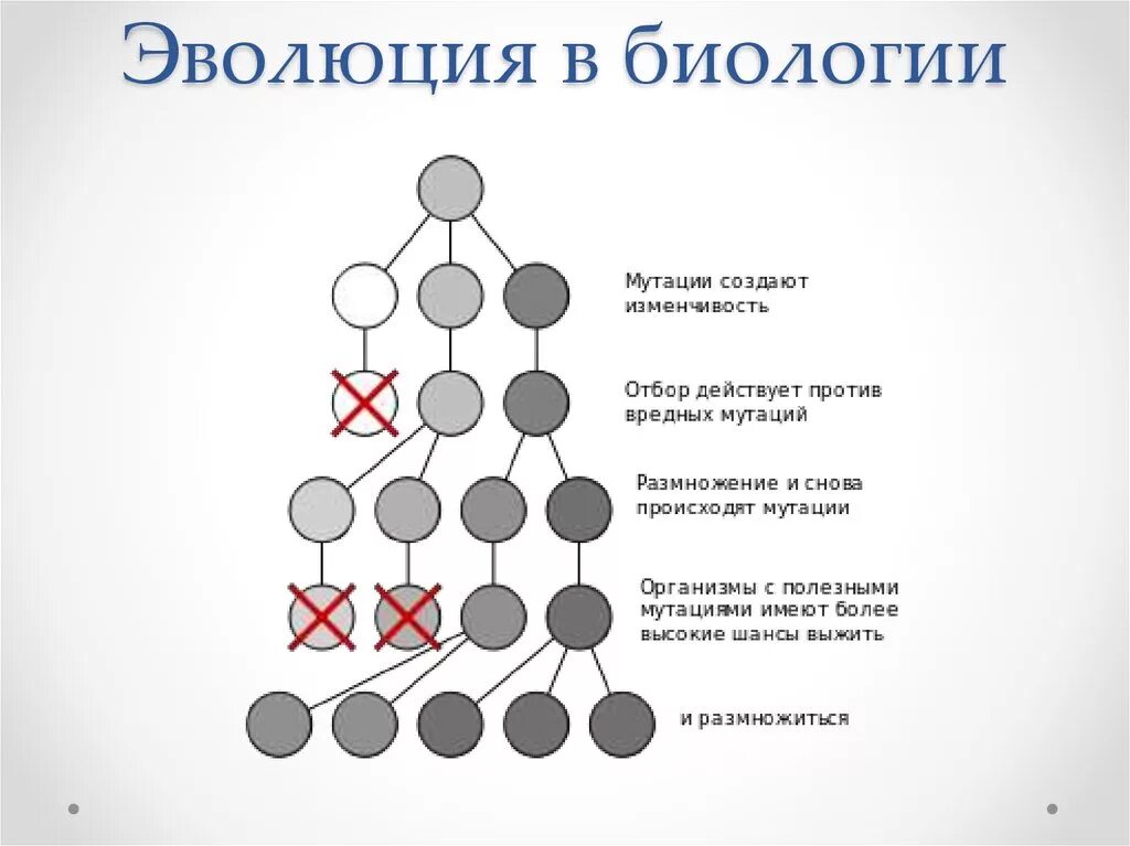 Эволюция биологическая система. Эволюция это в биологии. Эволюционное развитие это в биологии. Эволюция определение биология. Термин развитие в биологии.