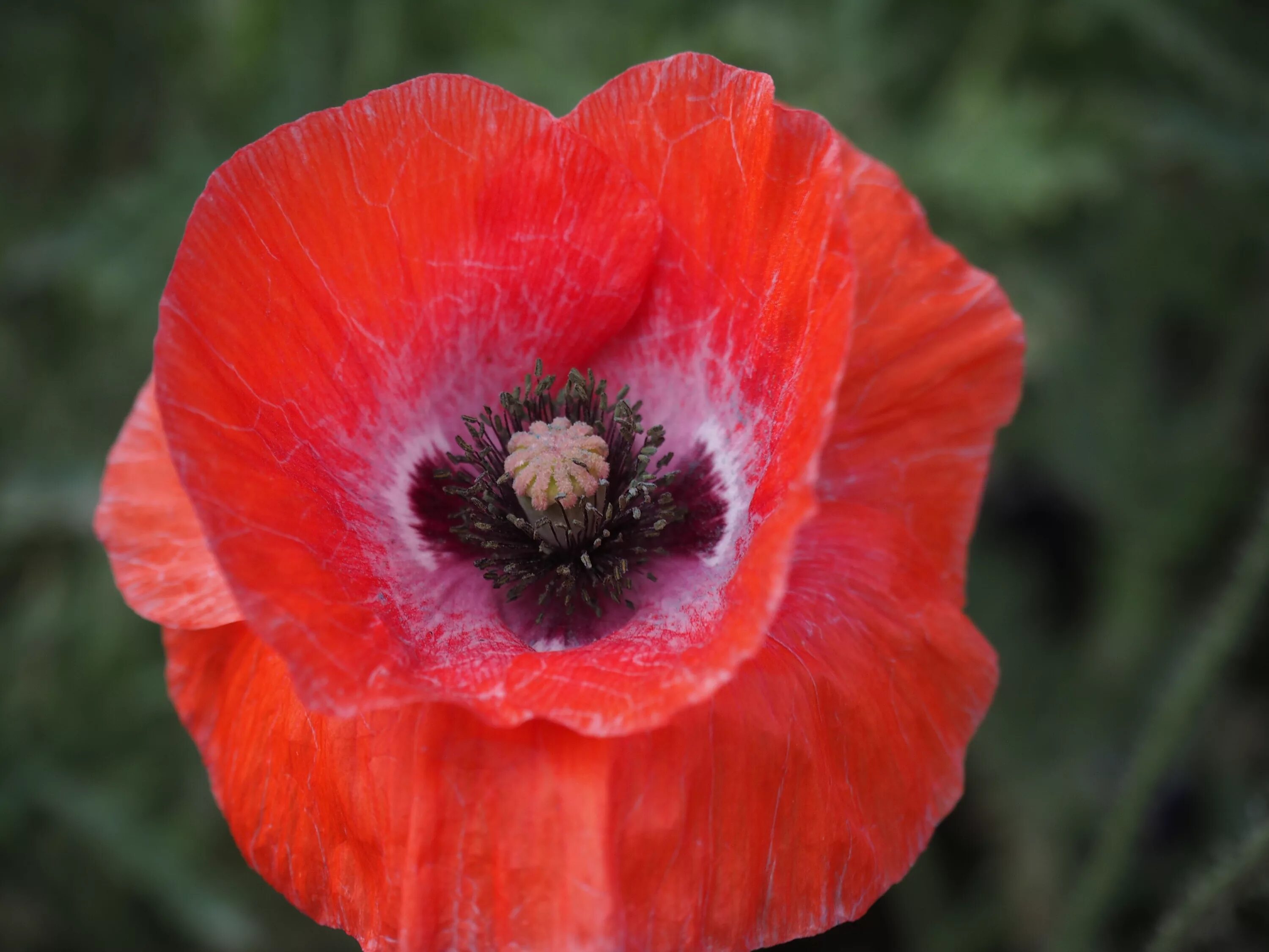 Corn poppies. Мак самосейка. Красный Мак самосейка. Мак самосейка цветок. Мак самосейка синий.