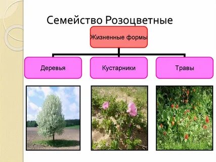 Розоцветные жизненные формы
