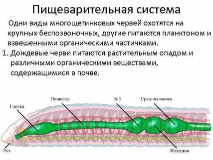 Кровеносные органы дождевого червя
