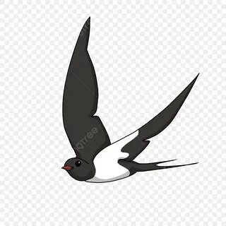 Black swallow