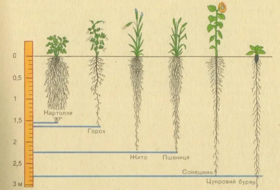 Корневая система перца глубина. Ярусность корни. Корневая система огурца перца.