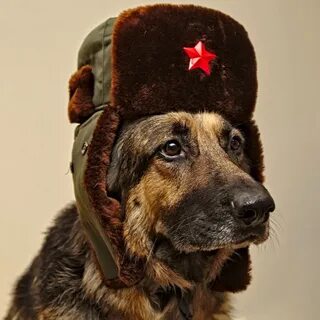 Собака товарищ