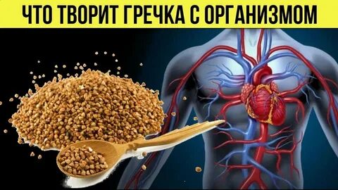 Чем вредна гречка для организма