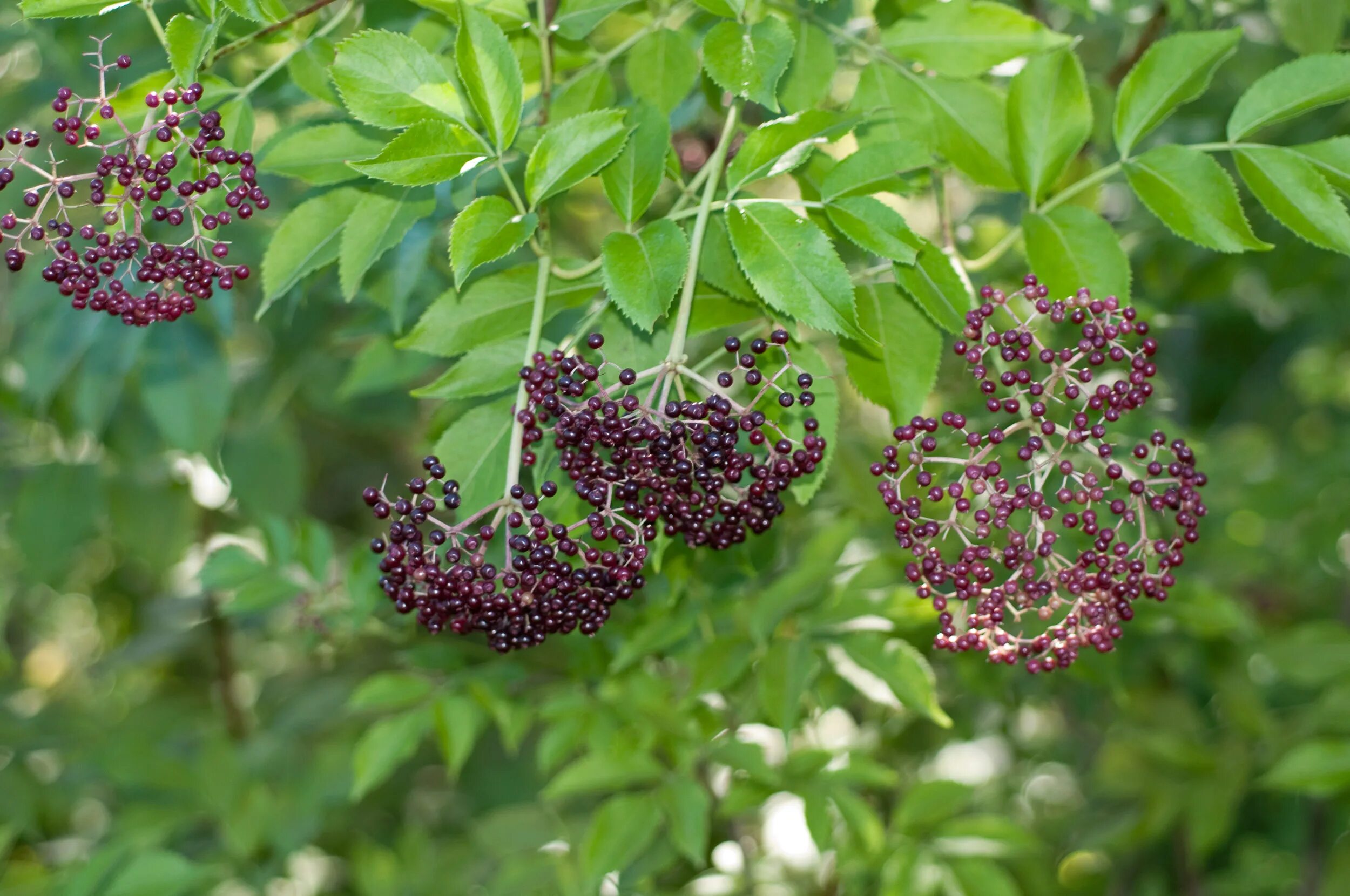 Бузина черная сорта. Бузина Блэк Бьюти. Бузина канадская (Sambucus canadensis). Бузина черная (Sambucus nigra). Бузина чёрная Блэк Тауэр.