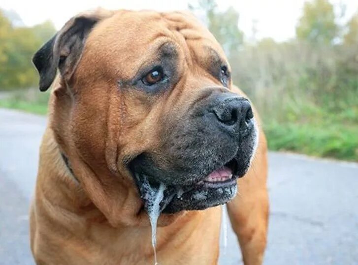 почему у собаки слюни