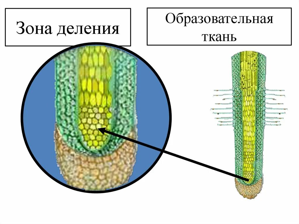 Какая часть у образовательной ткани. Образовательная ткань растений рисунок строение. Строение клеток образовательной ткани у растений. Клетки образовательной ткани растений. Строение образовательной ткани растений.