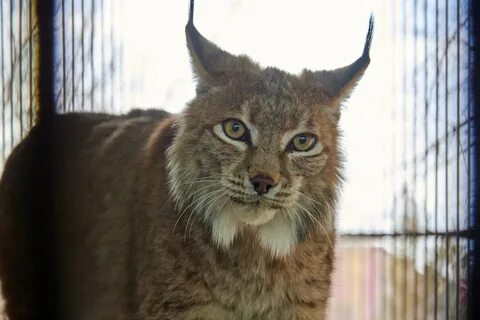 Қарт пен оның немересі порносы